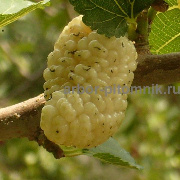 Саженцы шелковицы в Москве и Подмосковье из питомника Арбор — фото 4